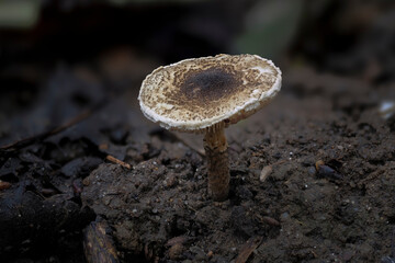 The Lepiota griseovirens is an poisonous mushroom