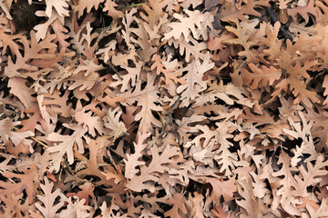 Autumn leaves on the forest floor. Natural background of the fallen oak leaves.
