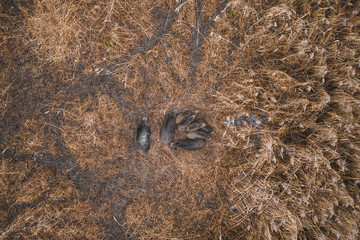 Wild forest pig resting during day