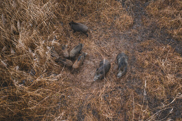 Wild forest pig resting during day