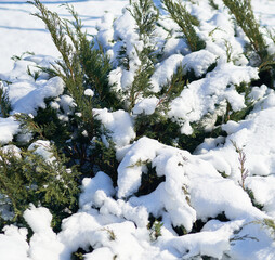 trees in the park are covered with snow in winter