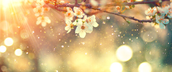 Spring blossom background. Beautiful nature scene with blooming tree and sun flare. Sunny day. Spring flowers. Beautiful Orchard. Abstract blurred background. Cherry or sakura blossoms. Springtime