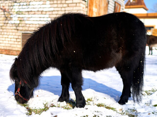 pony horse eating grass from under the snow