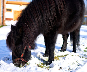 pony horse eating grass from under the snow