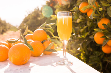 still life of juicy oranges and juice on table in orange garden
