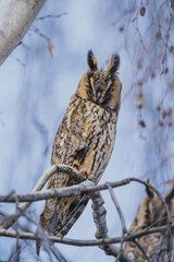 Asio otus long eared owl in wild nature