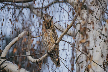 Asio otus long eared owl in wild nature