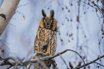Asio otus long eared owl in wild nature