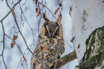 Asio otus long eared owl in wild nature