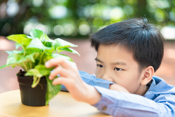 Asian boy looking at young plant