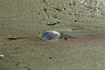 Małe muszelki na piaszczystej plaży nad Bałtykiem © Gosiak