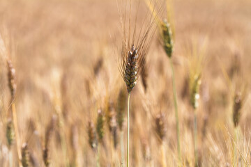 Fototapeta premium Wheat ears in the field