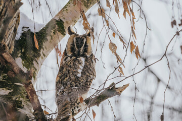 Asio otus long eared owl in wild nature
