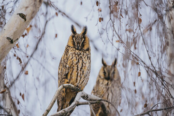 Asio otus long eared owl in wild nature