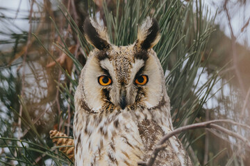 Asio otus long eared owl in wild nature