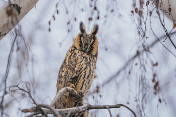 Asio otus long eared owl in wild nature