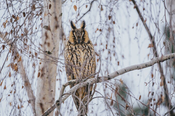Asio otus long eared owl in wild nature