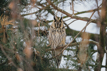 Asio otus long eared owl in wild nature