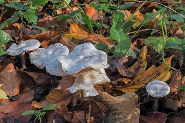 The White Domecap (Lyophyllum connatum) is an edible mushroom