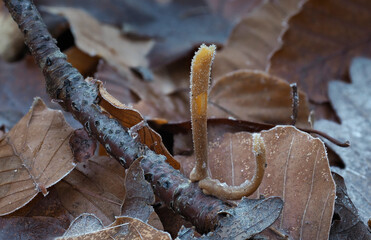The Macrothyphula fistulosa is an inedible mushroom