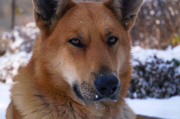Portrait of big pretty, serious ginger dog in snow