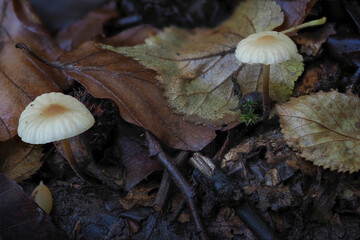 The Marasmius torquescens is an inedible mushroom