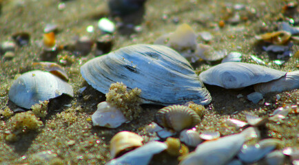 Małe muszelki na piaszczystej plaży nad Bałtykiem © Gosiak