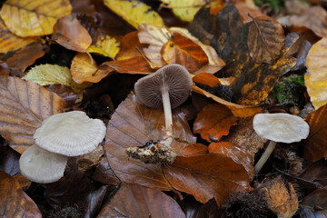 The Blackedge Bonnet (Mycena pelianthina) is a poisonous mushroom