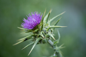 cardo de leche en flor