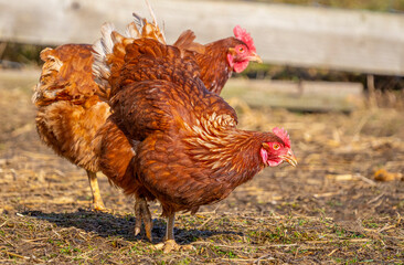 brown hen in the garden