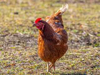 brown hen in the garden