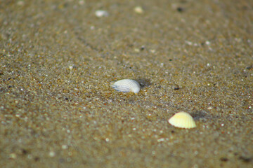 Fototapeta na wymiar Małe muszelki na piaszczystej plaży nad Bałtykiem