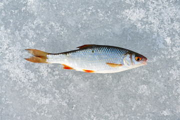 A freshly caught roach on a frozen lake. Ice fishing.
Close up of a freshly caught fish. High...