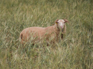 Shee looking. Countryside Mallorca