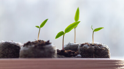 Young pepper plants in small capsules, tablets with soil grow on the windowsill
