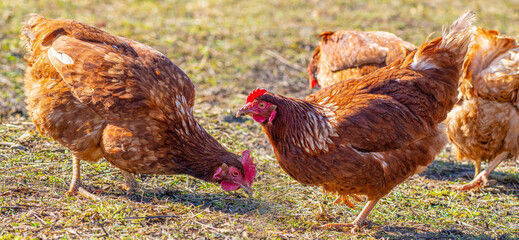 brown hen in the garden