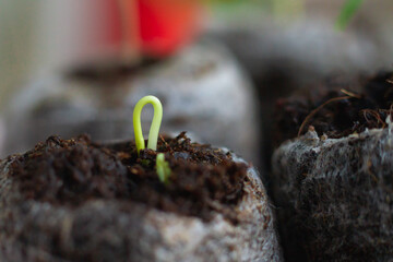 Germination of a seedling from a seed in the ground of a house. Growing pepper seedlings