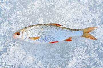 A freshly caught roach on a frozen lake. Ice fishing.
Close up of a freshly caught fish. High quality