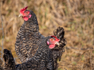 black and brown hen in the garden