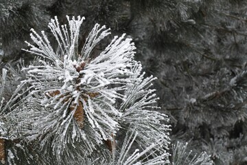 Nice frozen pine under snow