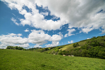 Fototapeta na wymiar British Devon countryside in summer 