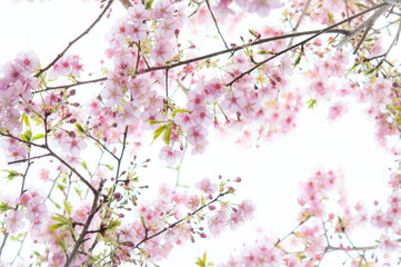 桜の花 河津桜 ピンク 明るい白背景 日本の春