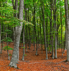 autumn beech grove with green and yellow leaves on the trees