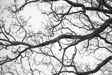 Dark and moody oak tree in winter