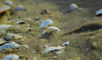 Małe muszelki na piaszczystej plaży nad Bałtykiem © Gosiak