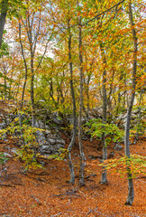 rocks in the autumn beech grove with green and yellow leaves on the trees