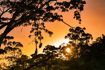 Lush tree against sunlight during colorful sunset. Background