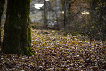 Amazing view with colorful autumn forest with asphalt mountain road at sunset.