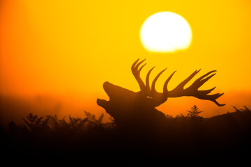 Silhouetted Red Deer during the annual deer rut