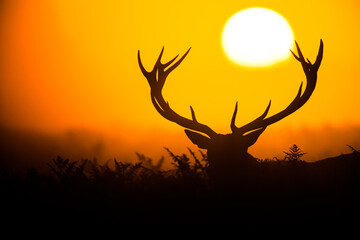 Silhouetted Red Deer during the annual deer rut